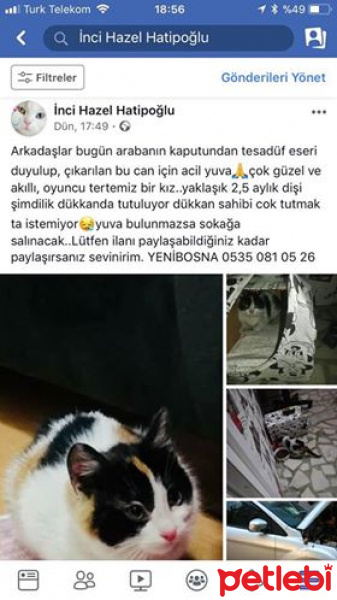 Tekir Kedi, Kedi  tatlı minnak fotoğrafı
