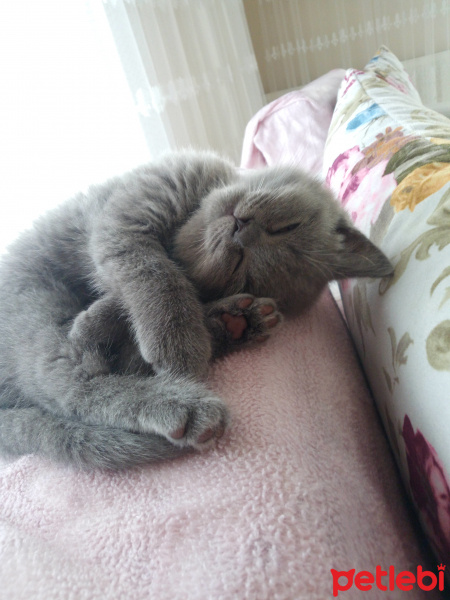 British Shorthair, Kedi  Kül fotoğrafı