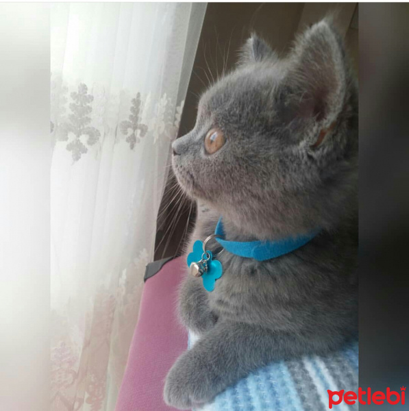 British Shorthair, Kedi  Kül fotoğrafı