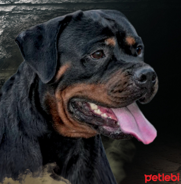 Rottweiler, Köpek  ELLY VH EKINOXUS fotoğrafı