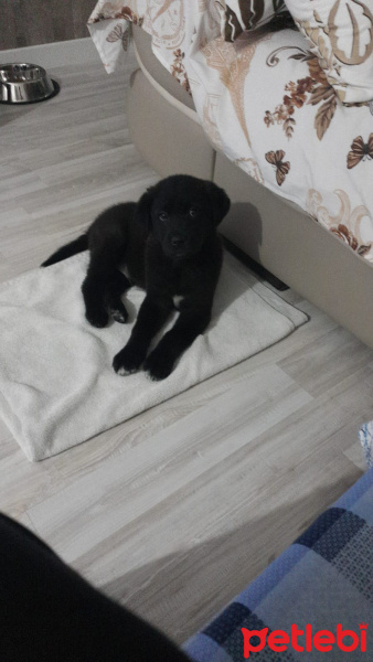Labrador Retriever, Köpek  Miço AÇIKLAMAYI OKUYUN fotoğrafı
