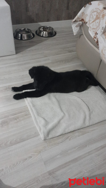 Labrador Retriever, Köpek  Miço AÇIKLAMAYI OKUYUN fotoğrafı