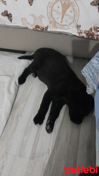 Labrador Retriever, Köpek  Miço AÇIKLAMAYI OKUYUN fotoğrafı