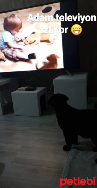 Labrador Retriever, Köpek  Miço AÇIKLAMAYI OKUYUN fotoğrafı