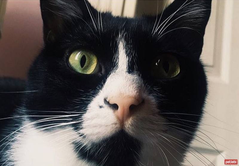 Tuxedo (Smokin) Kedi, Kedi  çiko fotoğrafı