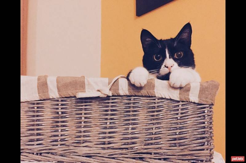 Tuxedo (Smokin) Kedi, Kedi  çiko fotoğrafı