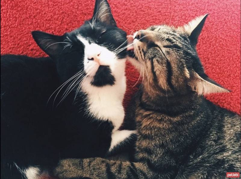 Tuxedo (Smokin) Kedi, Kedi  çiko fotoğrafı