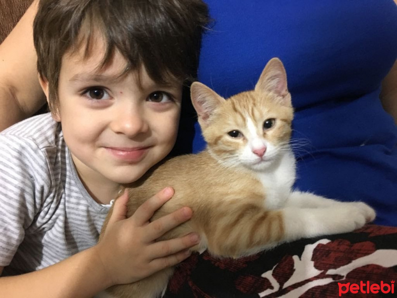 Abyssinian, Kedi  Duman fotoğrafı