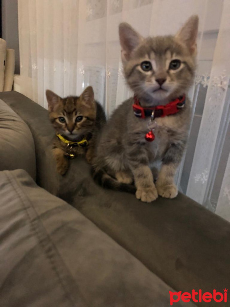 Scottish Fold, Kedi  Bulut fotoğrafı