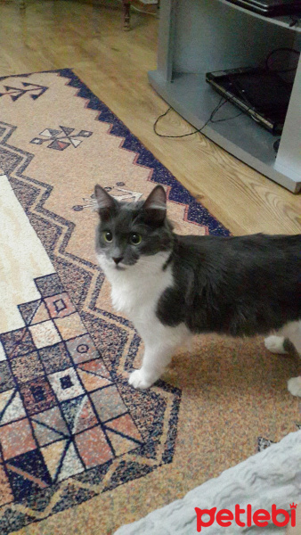 Tekir Kedi, Kedi  Mia fotoğrafı