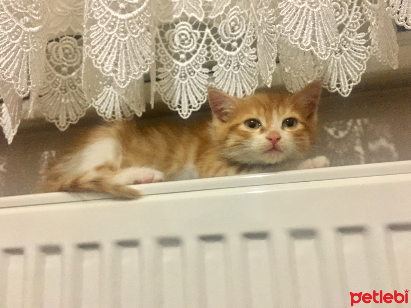 Tekir Kedi, Kedi  Tsu fotoğrafı