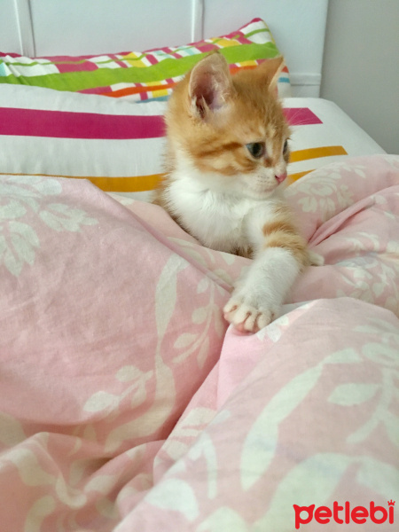 Tekir Kedi, Kedi  Tsu fotoğrafı