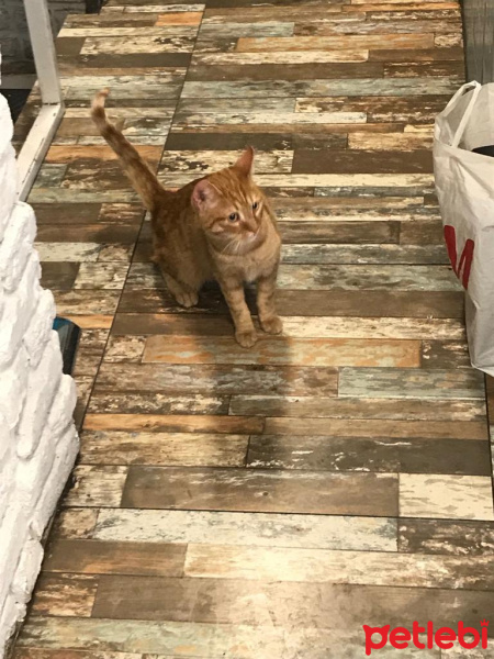 Sarman, Kedi  FİKO fotoğrafı