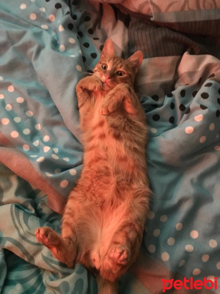 Sarman, Kedi  FİKO fotoğrafı