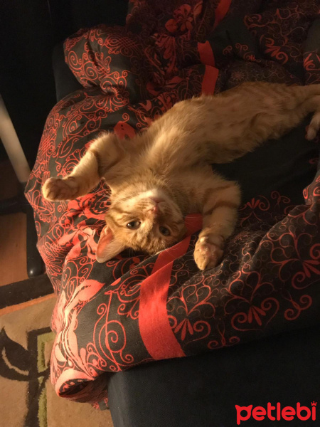 Sarman, Kedi  FİKO fotoğrafı