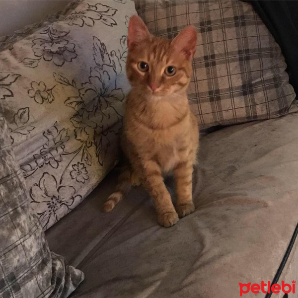 Sarman, Kedi  FİKO fotoğrafı