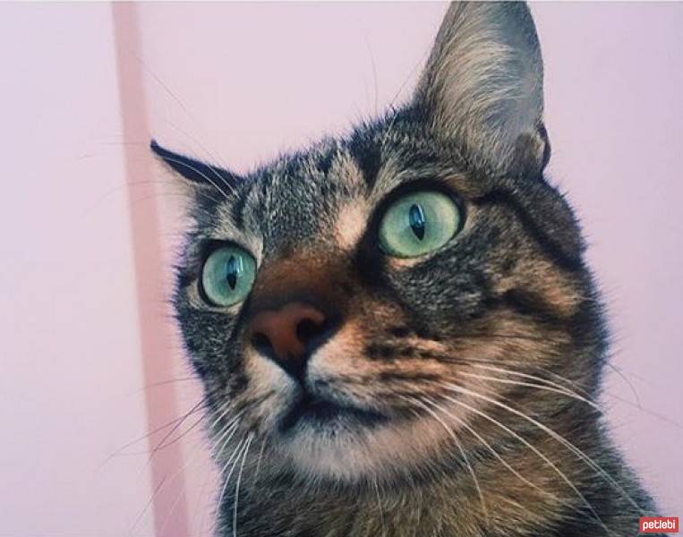Tekir Kedi, Kedi  fiko fotoğrafı