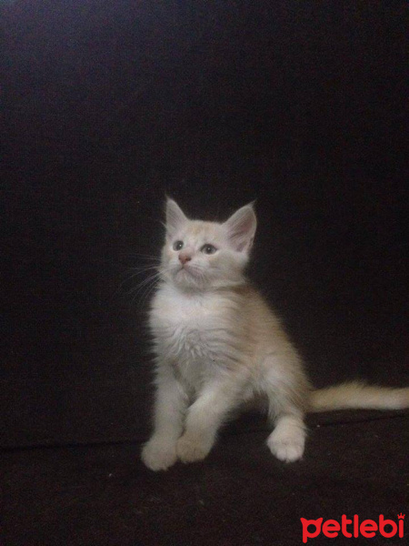 Maine Coon, Kedi  Emily fotoğrafı