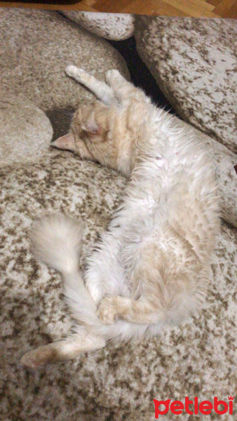 Maine Coon, Kedi  Emily fotoğrafı