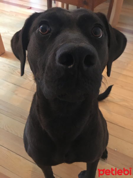 Labrador Retriever, Köpek  IVY fotoğrafı