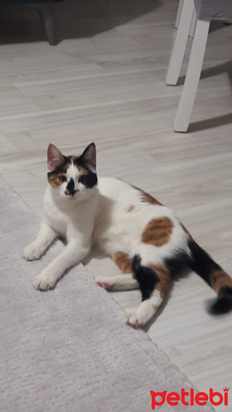 Tekir Kedi, Kedi  cookie fotoğrafı