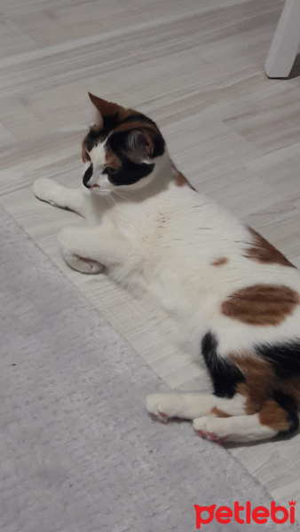 Tekir Kedi, Kedi  cookie fotoğrafı