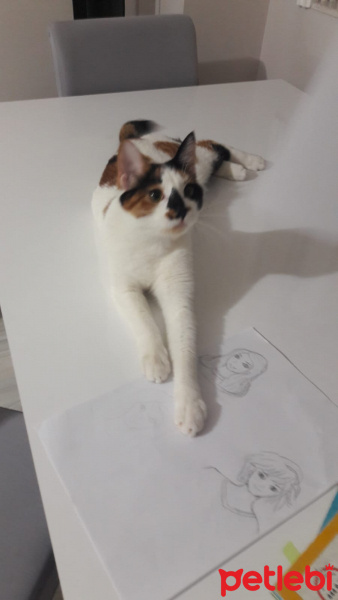 Tekir Kedi, Kedi  cookie fotoğrafı