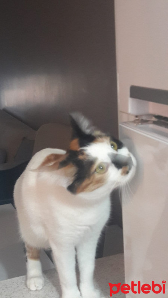 Tekir Kedi, Kedi  cookie fotoğrafı