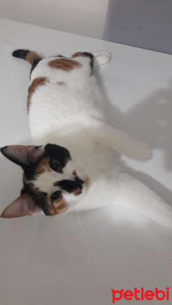Tekir Kedi, Kedi  cookie fotoğrafı