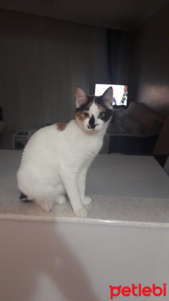 Tekir Kedi, Kedi  cookie fotoğrafı