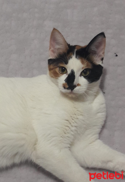 Tekir Kedi, Kedi  cookie fotoğrafı