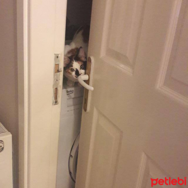 Tekir Kedi, Kedi  cookie fotoğrafı