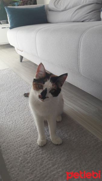 Tekir Kedi, Kedi  cookie fotoğrafı