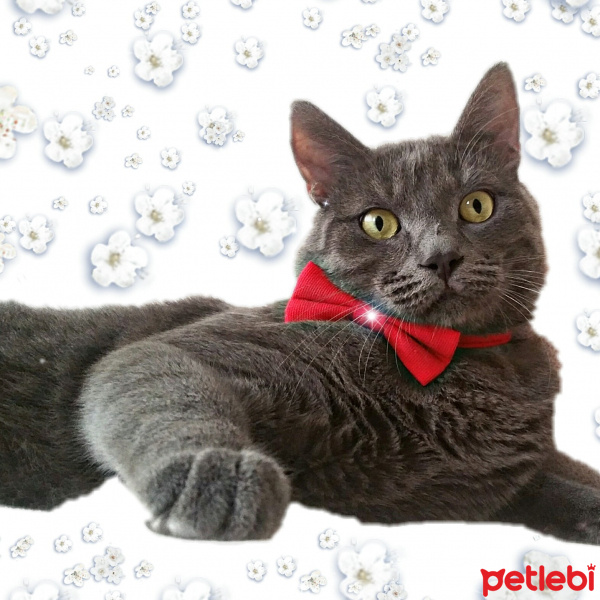 Chartreux, Kedi  Duman fotoğrafı
