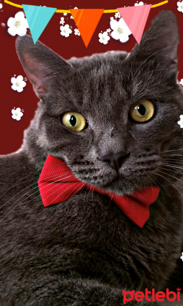 Chartreux, Kedi  Duman fotoğrafı