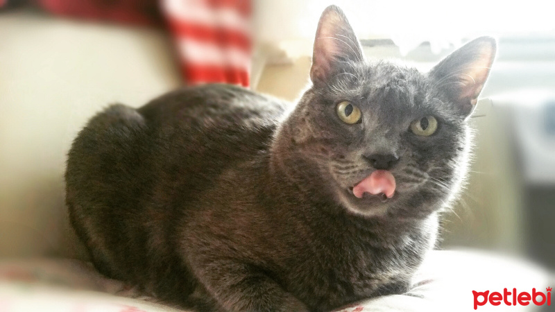Chartreux, Kedi  Duman fotoğrafı