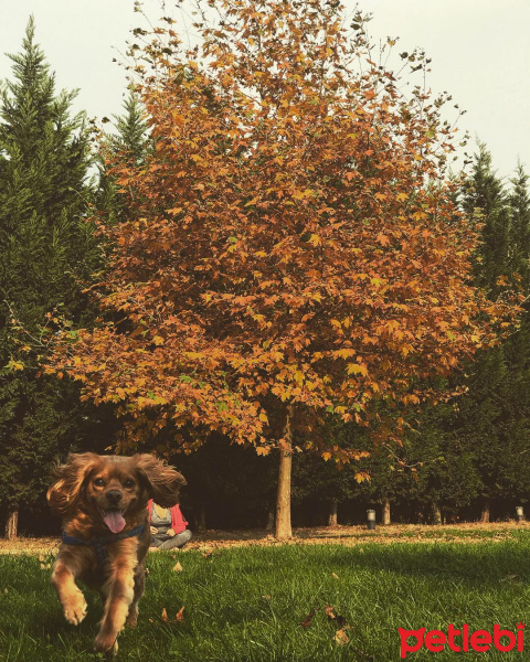 Amerikan Cocker Spaniel, Köpek  Tarçın fotoğrafı