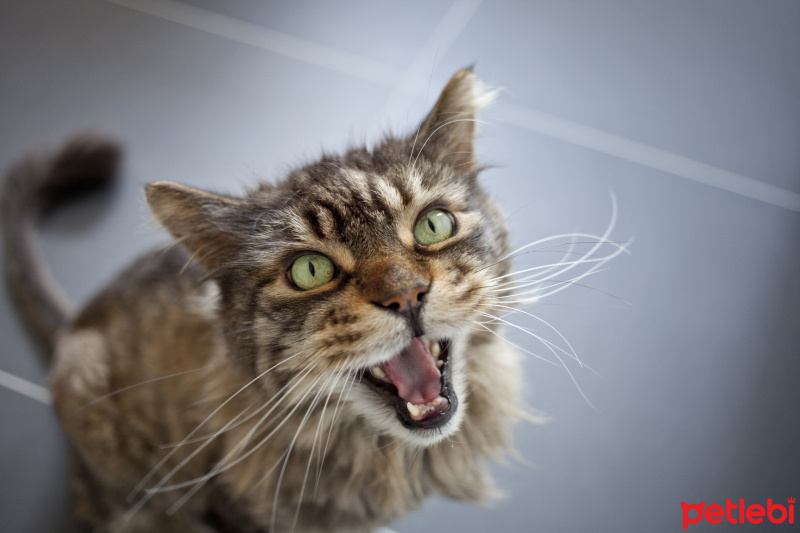 Tekir Kedi, Kedi  Mary Jane fotoğrafı