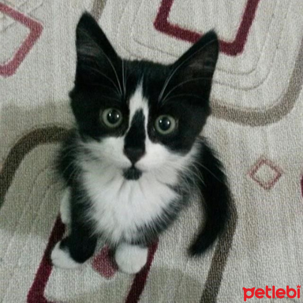 Tuxedo (Smokin) Kedi, Kedi  Cesur fotoğrafı