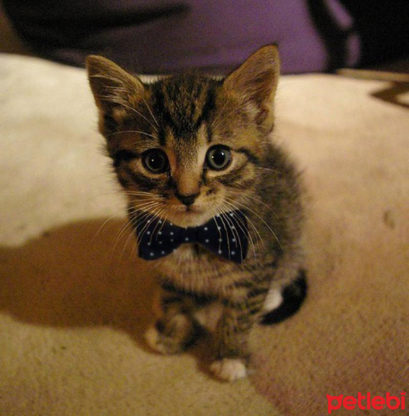 Tekir Kedi, Kedi  Tedy fotoğrafı
