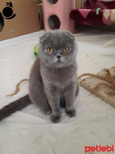 British Shorthair, Kedi  Yumoş fotoğrafı