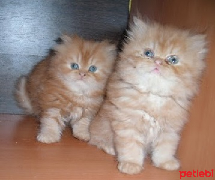 İran Kedisi (Persian), Kedi  Limon fotoğrafı