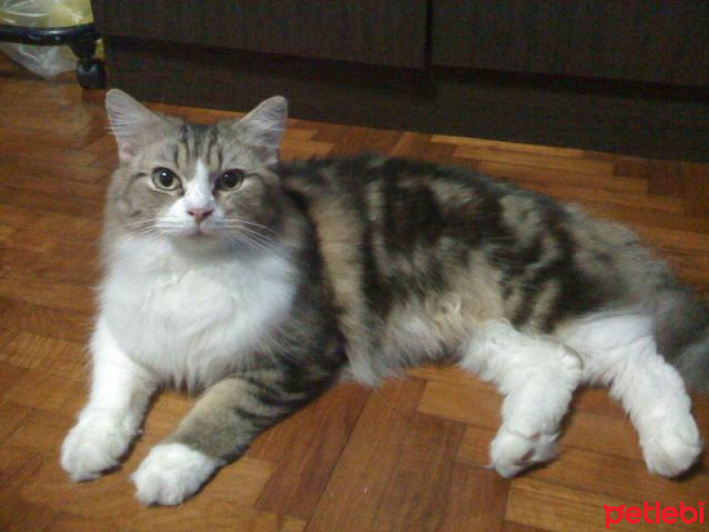 Tekir Kedi, Kedi  Ummy fotoğrafı