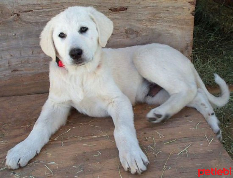 Akbaş, Köpek  Salih fotoğrafı