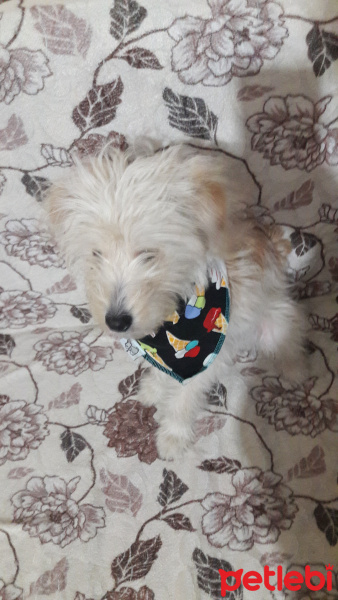 Maltese, Köpek  Pascal fotoğrafı