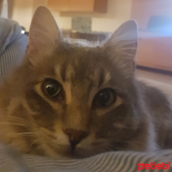 Tekir Kedi, Kedi  Bulut fotoğrafı