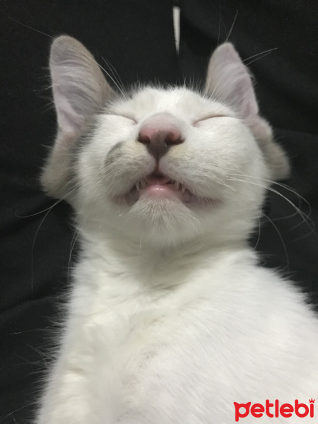 Sarman, Kedi  Miço fotoğrafı