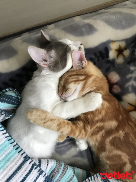 Sarman, Kedi  Miço fotoğrafı