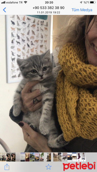 British Shorthair, Kedi  tosbik fotoğrafı