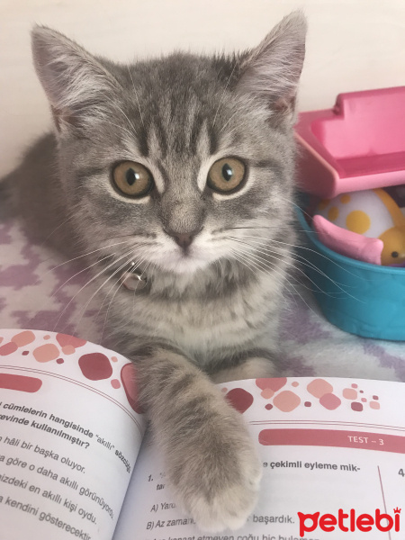 British Shorthair, Kedi  tosbik fotoğrafı